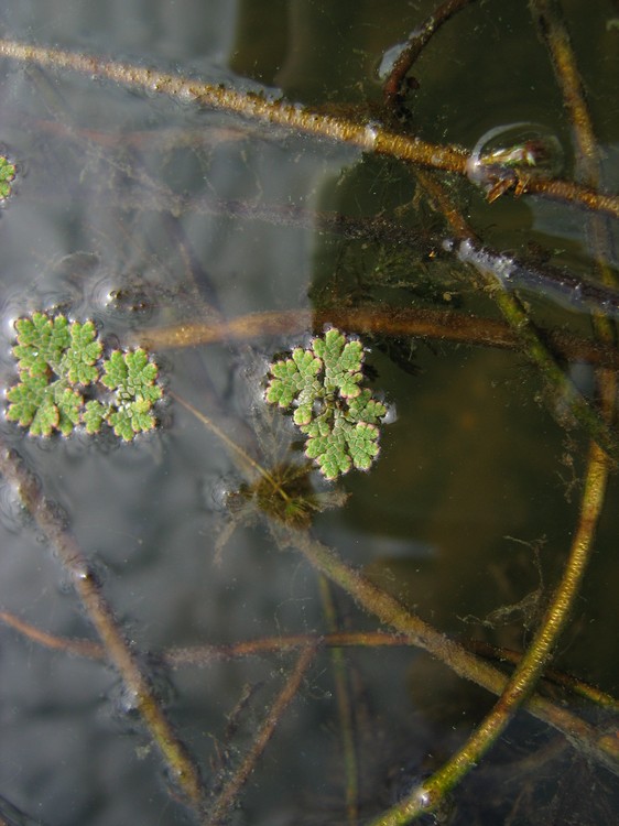 Azolla filiculoides
